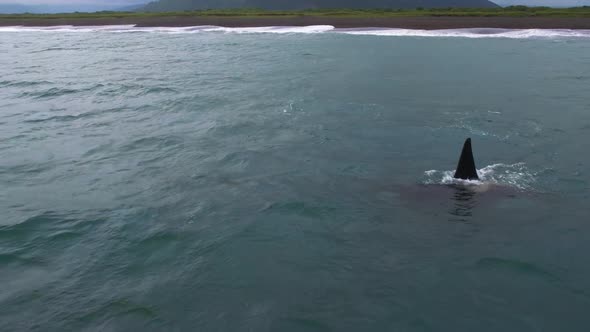 Family Killer Whales Hunts Small Baby Dolphin Orca Chase Porpoise Azovka