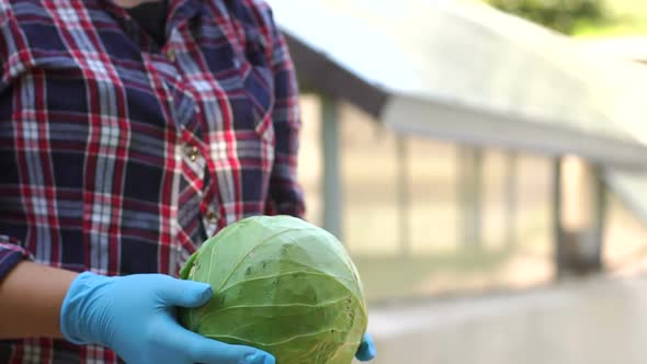 Closeup of a Woman Farmer in Blue Gloves Holding Fresh Cabbage in Greenhouses