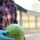 Closeup of a Woman Farmer in Blue Gloves Holding Fresh Cabbage in Greenhouses - VideoHive Item for Sale