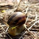 Snail Eating A Yellow Petal - VideoHive Item for Sale