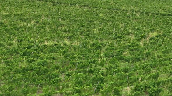 Aerial flight over beautiful vineyard landscape in Napareuli, Georgia