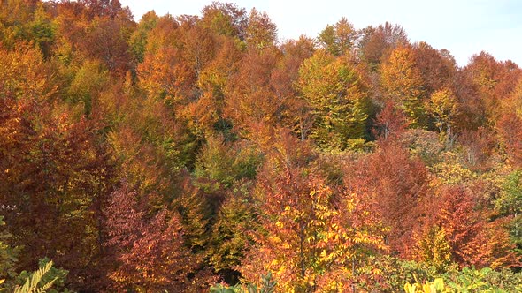 Fading Tree Leaves In The Forest With Approaching Autumn Season