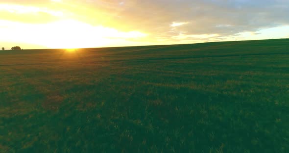 Flight Above Rural Summer Landscape with Endless Yellow Field at Sunny Summer Evening. Agricultural