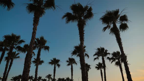 Silhouette Palm Trees in Street at Sunset. Summer Tropical Beach Concept.