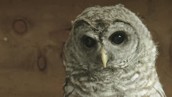 CLOSE UP of a Hoot Owl turning to face the camera