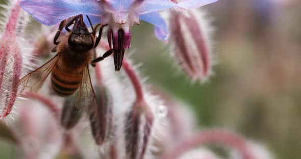 European Honey Bee, apis mellifera, Bee Booting a Borage Flower, Pollination Act, Normandy