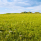Wind in Grasslands Field Forest Ambience