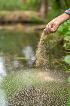 Farmer feeding fish in artificial pond at fish farm