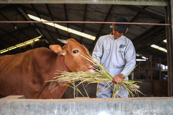 Animal Farmer Feeding Cow