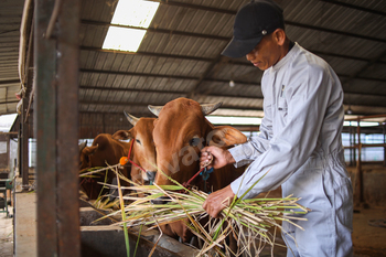 Animal Farmer Feeding Cow