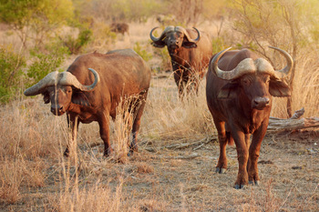 Following the herd