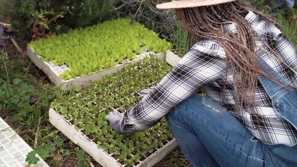 Afro farmer woman preparing seedlings in vegetables garden - Farm people lifestyle concept