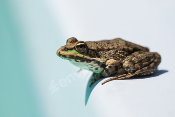 A frog sitting on the edge of a water pool