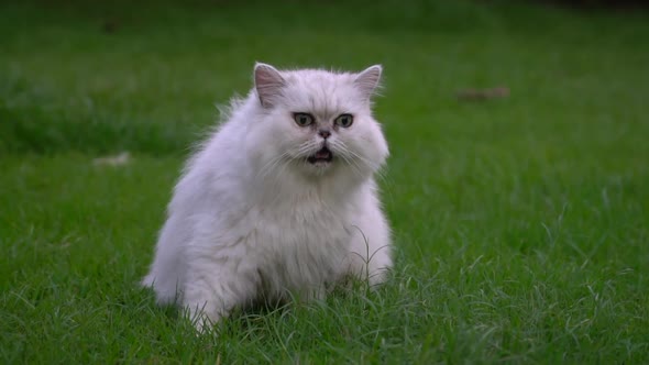 Cute Persian Cat Sitting In The Park