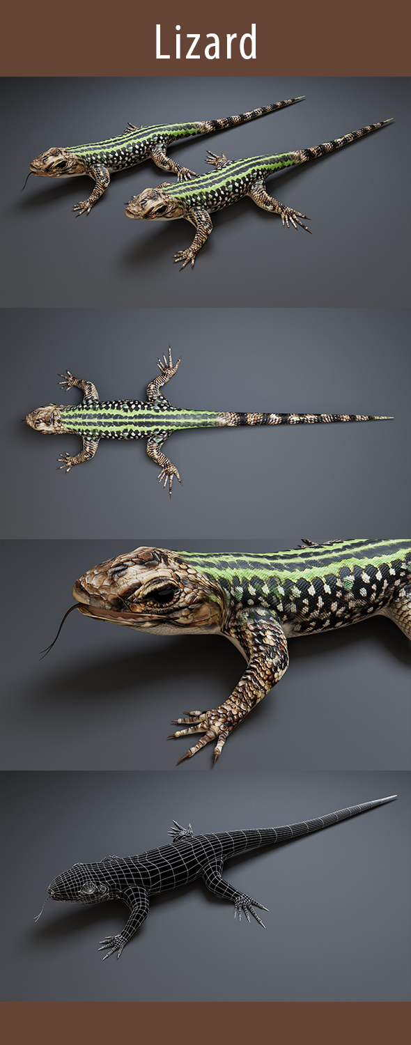 Lizard 3d Model