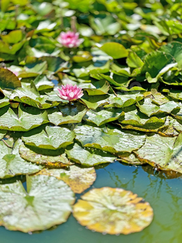 Water Lily Flowers Among Green Leaves In Blue Water