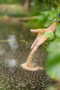 Farmer feeding fish in artificial pond at fish farm