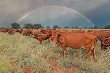 Free-range cows in grassland with rainbow