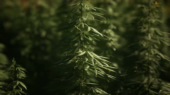 Thickets of Marijuana Plant on the Field