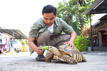 Feeding Tortoise