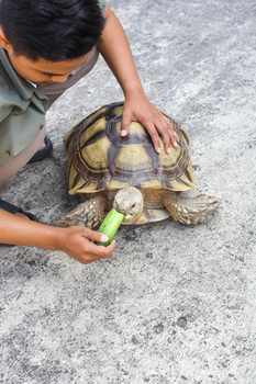 Feeding Tortoise