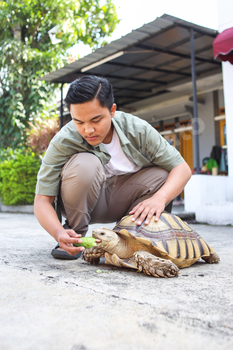 Feeding Tortoise