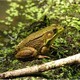 Frogs Toads and Birds songs Countryside Ambience