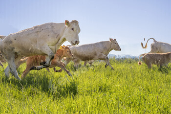 Cows and calves sprinting joyfully through a lush green meadow on a clear sunny day.