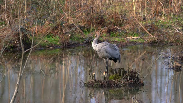 A Gray Crane Bird Alone in Wetland in Autumn and Winter Season