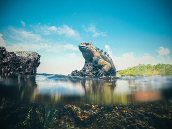 A frog is sitting on a rock in the water