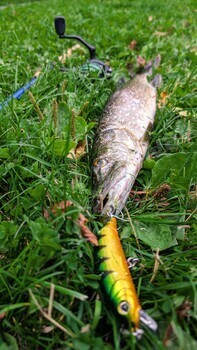 Fish pike caught on lure and fishing rod in Corrib river at Galway, Ireland, fishing, angling, spinn