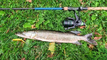 Fish pike caught on lure and fishing rod in Corrib river at Galway, Ireland, fishing, angling, spinn