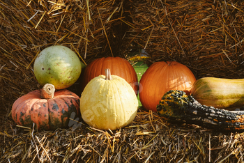 Colorful pumpkins.