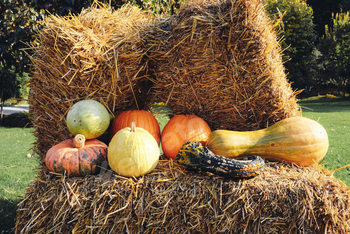 Colorful pumpkins.