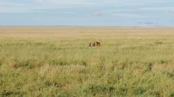 Male Lions on the rocks in Serengeti National Park Tanzania