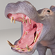 Hippopotamus 3d Model - 3DOcean Item for Sale