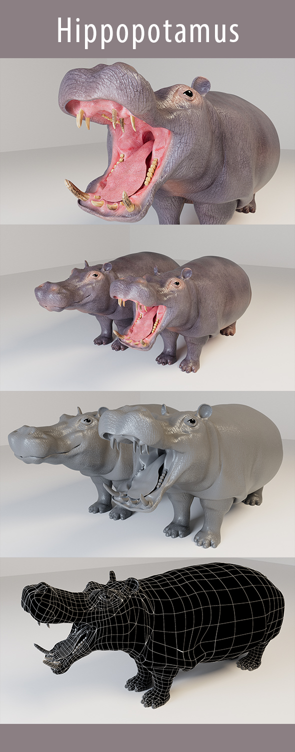 Hippopotamus 3d Model