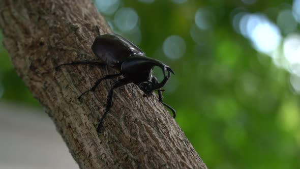 Close Up Of Siamese Rhinoceros Beetle Or Fighting Beetle On The Tree