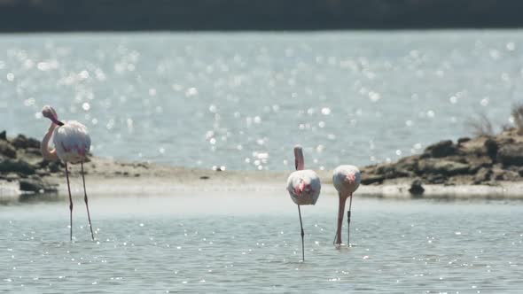 flamingo bird nature wildlife reserve delta ebro lagoon