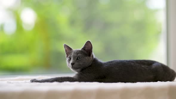 Young playful Russian Blue kitten relaxing by the window