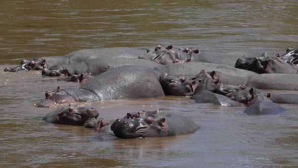 980439 Hippopotamus, hippopotamus amphibius, Group standing in River, Masai Mara park in Kenya, slow