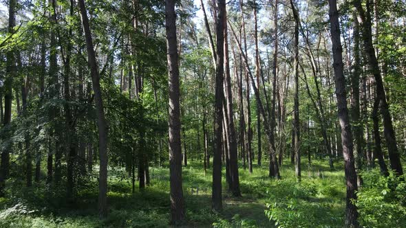 Trees in the Forest By Summer Day