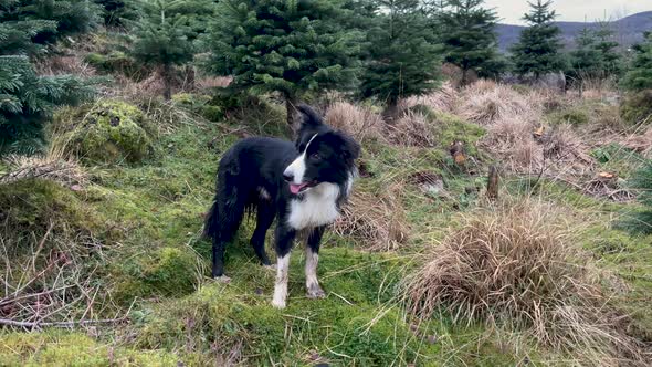 Black and white border collie dog standing near some trees in the countryside