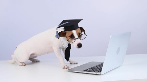 Jack Russell Terrier Dog Dressed in a Tie and an Academic Cap Works at a Laptop on a White