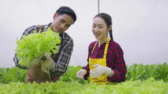 Hydroponics farm organic fresh harvested vegetables concept