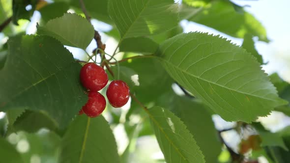 Sweet cherry tree slow-mo 1920X1080 HD footage - Slow motion red Prunus avium organic fruit 1080p Fu