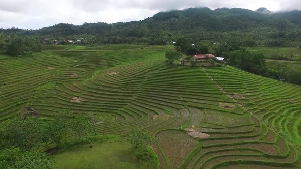 Aerial View of Rice Fields in the Philippines