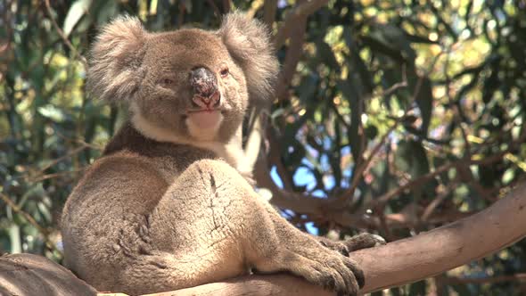 Koala stretching his neck in a tree 