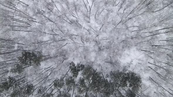 Top view of the winter forest in a snowfall