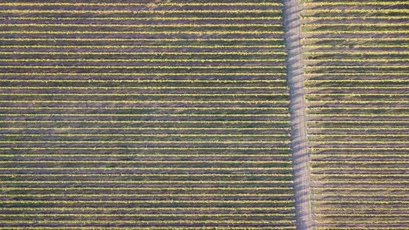 Aerial View of Vineyards Field Plantation on Sunset